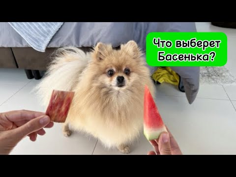 Видео: Что выберет Бася?