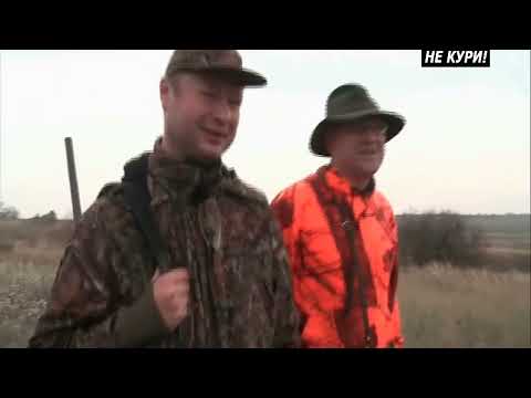 Видео: Охота с пойнтером на куропаток . 2018