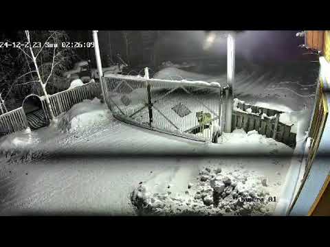Видео: Серый разбойник был наказан.