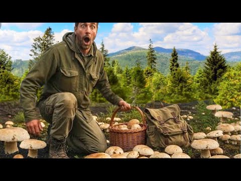 Видео: Грибы 2025 СЕГОДНЯ ОГРОМНЫЙ!! ШОК! белые грибы. ОЧЕНЬ🌕🍄🍀 ОЧЕНЬ БОЛЬШОЙ В ЛЕСАХ. Сбор грибов