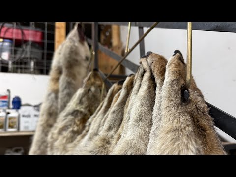 Видео: Эпизод 17 LBL «Осталось 7 дней, чтобы обустроить новых койотов» #охотник за койотами #горныелюди