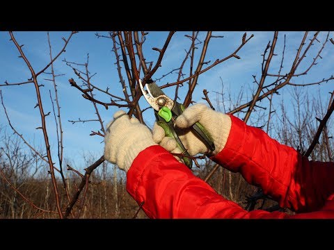 Видео: Обрезка груши  Снижение кроны дерева