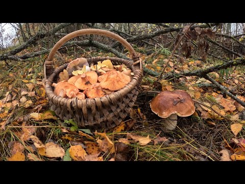 Видео: Білий, Рижики, Шампіньйони та інші Гриби у Листопаді
