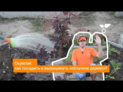 Видео: Скумпия как посадить и выращивать «облачное дерево»?