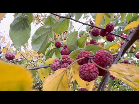 Видео: Клубничное дерево и многое в коллекции редких растений Тимура Габибова, 21 ноября 2022 г.