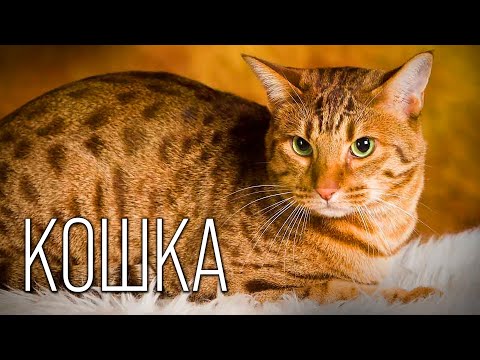 Видео: История Появления Кошки: Интересные факты про кошек