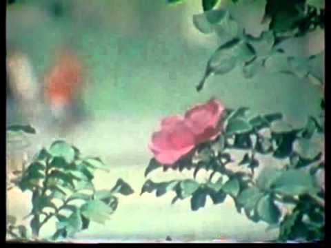 Видео: Песни Евгения Бачурина