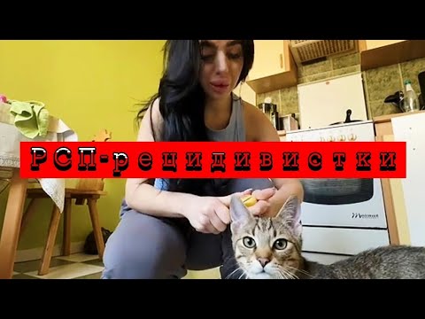 Видео: Хронические разведёнки со стажем | Мошенницы семейного кодекса [РСП]