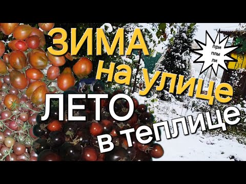 Видео: Снегопад🌨️нет света/🍅Но есть много помидоров/И снова заморозки🥶/ОДНА В ДЕРЕВНЕ👱🏼‍♀️