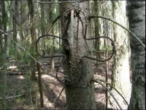 Видео: Старый следопыт