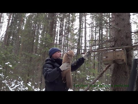 Видео: Охота на Куницу капканами. Сезон 20/21.