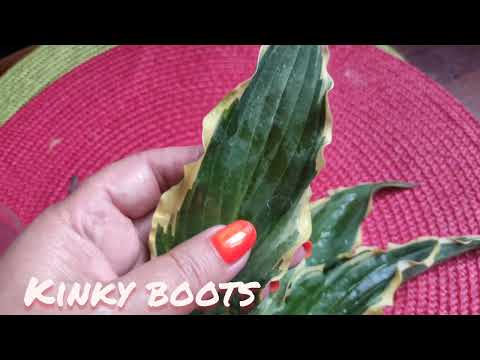 Видео: Пополнение моей коллекции хост 2022... распаковка посылки от коллекционера Косовской Т.В