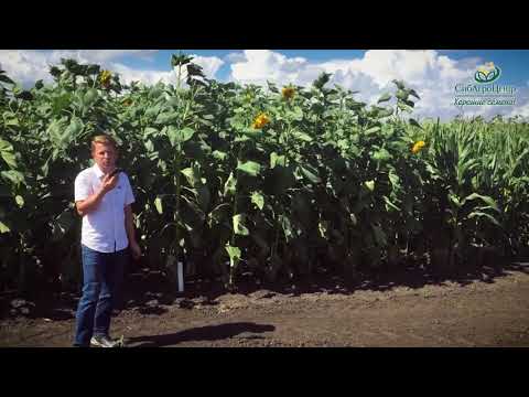 Видео: Опыт с бинарными посевами кормовых культур: подсолнечник Белоснежный, кукуруза, соя.