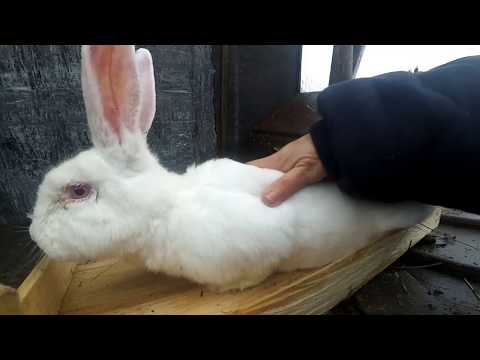 Видео: Як визначити ЧИ КІТНА КРОЛИЦЯ.??