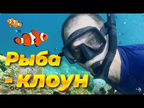 Видео: Одни мужики! И как размножаться? Рыбка-клоун. Amphiprion. Серия 11.