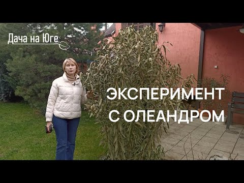 Видео: Дача на Юге - Зимовка олеандра в открытом грунте (эксперимент)