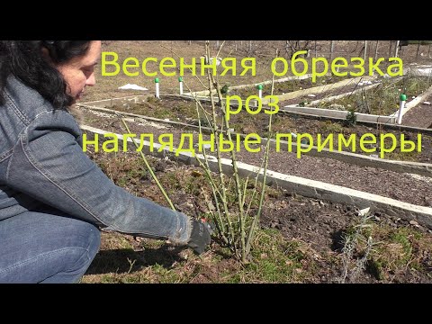 Видео: Весенняя обрезка роз  Наглядные примеры обрезки разных сортов роз