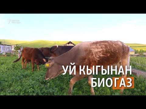 Видео: Уй кыгынан биогаз