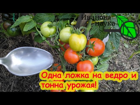 Видео: 5-й ЭЛЕМЕНТ урожая всех растений. Одна ложка на ведро и томаты ведрами!