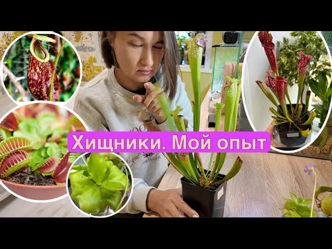 Видео: Мои растения-хищники и опыт ухода за ними. Саррацения, жирянки, дионея,непентес раффлезиана