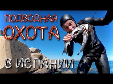 Видео: На что я трачу 5 часов каждый день // Подводная Охота в Валенсии