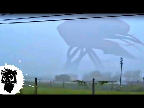 Видео: 5 ГИГАНТСКИХ МОНСТРОВ СНЯТЫХ НА КАМЕРУ [Черный кот]