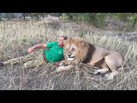 Видео: Львы Чук и Гек напали на Малыша , МНЕ  ПРИШЛОСЬ ЕМУ ПОМОЧЬ !