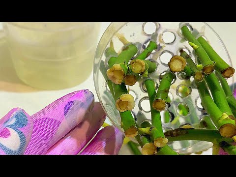 Видео: Самый ПРОСТОЙ и ПОНЯТНЫЙ СПОСОБ РАЗМНОЖЕНИЯ РОЗ КРУГЛЫЙ ГОД!!! Ч.3