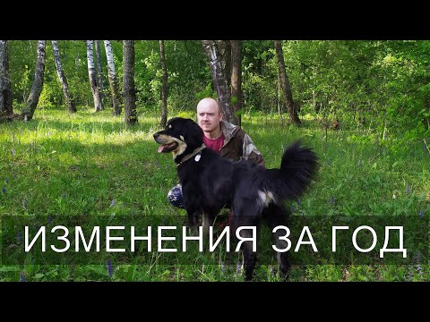 Видео: Хотошо | Бурят-монгольский волкодав - Что изменилось спустя год?