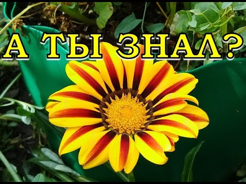 Видео: ГАЦАНИЯ  - чудо цветок, СЕЕМ СЕЙЧАС!🌻🌻🌻