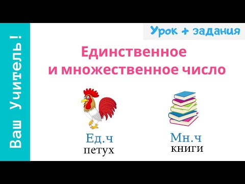 Видео: Число имен существительных. Единственное и множественное число