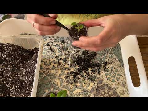 Видео: Пересадка деток часть 3 #фиалки #сенполии