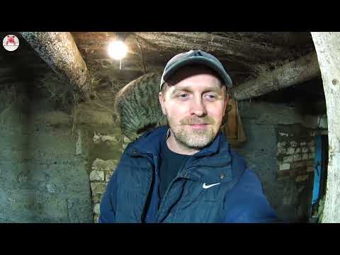 Видео: 381🐽Немое кино про свиней🐖🐽🐷