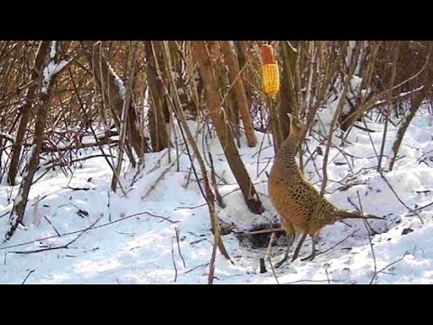 Видео: ПОДЪЕМНАЯ ПЕТЛЯ В ДЕЛЕ