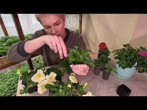 Видео: КАК ПРАВИЛЬНО ФОРМИРОВАТЬ И ПРИЩИПЫВАТЬ ПЕТУНИЮ