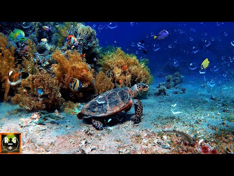 Видео: Подводные звуки с морскими животными и морскими пейзажами | Deep Sea Sound | Спящий, Расслабляющий