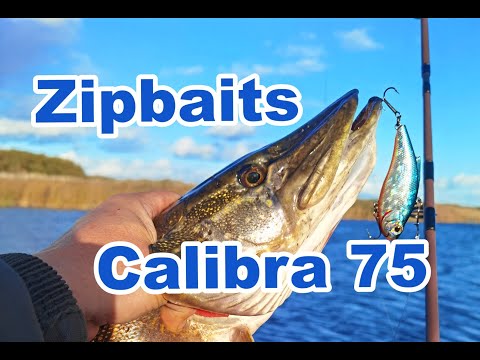 Видео: Zipbaits Calibra 75. Щука на раттлины в октябре