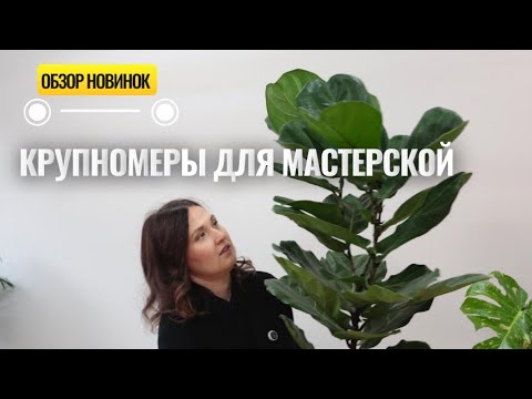 Видео: Фикус Лирата, Хризолидокарпус / растения для мастерской