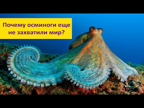 Видео: Осьминоги: альтернативный разум. Почему они не захватили мир? Наталья Носова