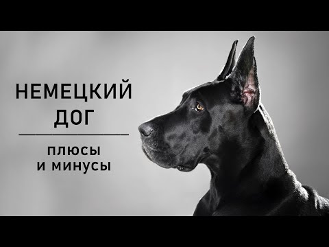 Видео: НЕМЕЦКИЙ ДОГ. Плюсы и минусы породы Great Dane