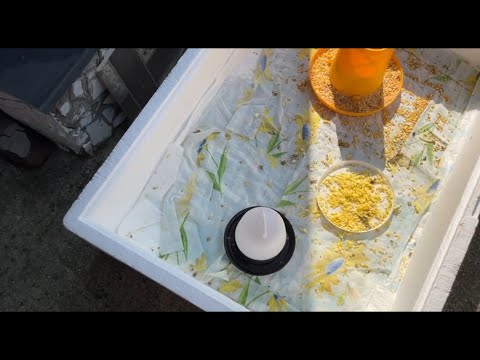 Видео: 10 дней цыплятам. Великое переселение.