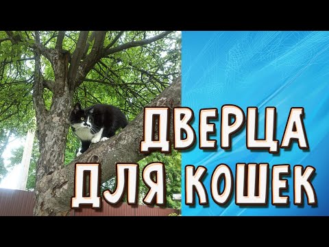 Видео: Дверца для кошек - где купить и как врезать в дверь?