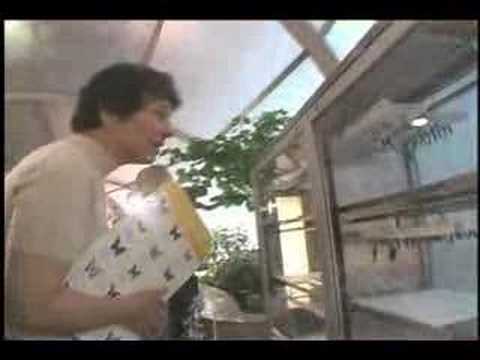 Видео: Выставка бабочек в Вашингтоне