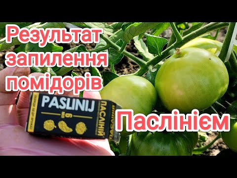 Видео: Результат запилення помідорів Паслінієм. Огляд гібридів в теплиці🍅