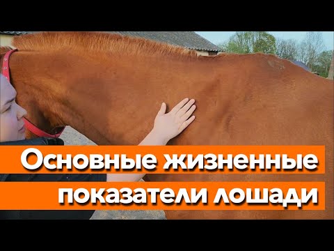 Видео: Должен знать каждый конник | Основные жизненные показатели лошади