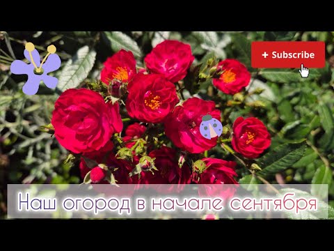 Видео: Наш огород в начале сентября🍇🍅🌶