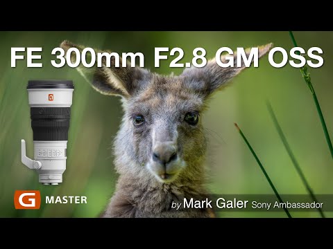 Видео: Объектив Sony FE 300mm F2.8 GM: НА ВЫЕЗДЕ
