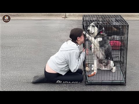 Видео: Старый и проданный, бедный пес молча плакал, когда его снова полюбили.