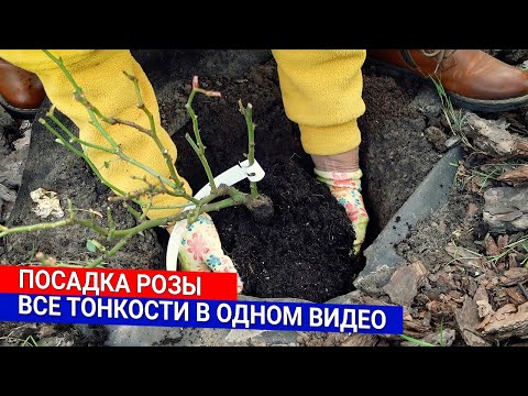 Видео: Посадка розы - все тонкости в одном видео