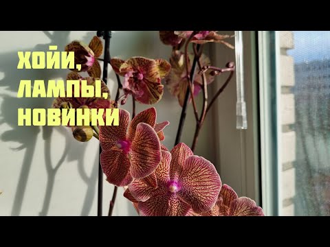 Видео: Хойи, лампы, новинки фаленопсисов.